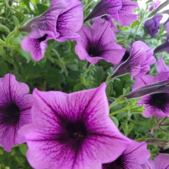 Meet your Posher, Lucy villafane - Picture 1 of 1